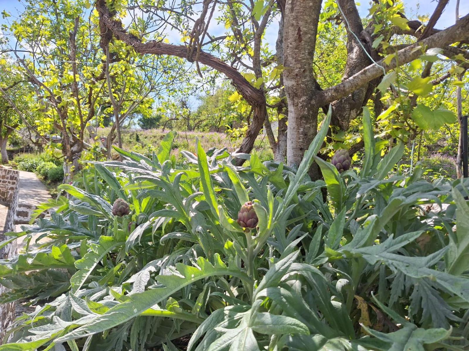 Spring Village Home Πρεμετή Εξωτερικό φωτογραφία